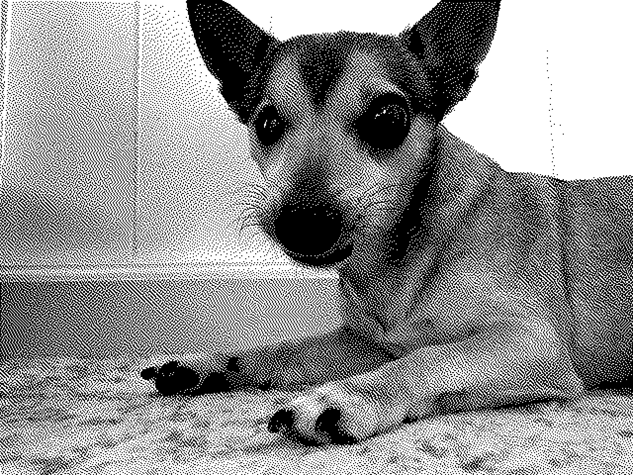 My dog Gobo, a supermutt chihuahua terrier.