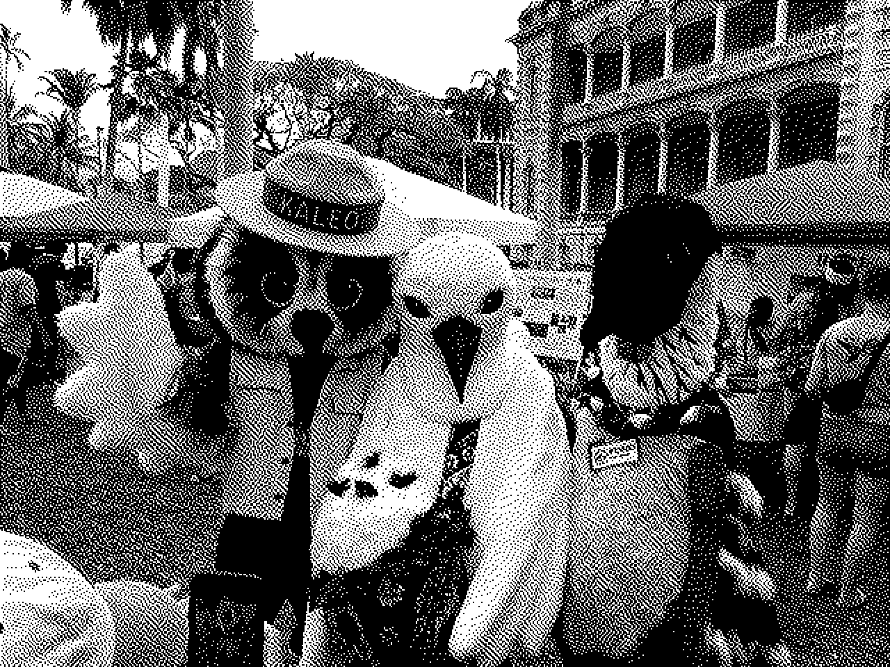 Three native species in bird costumes at ʻIolani Palace for today’s Manu o Kū festival.