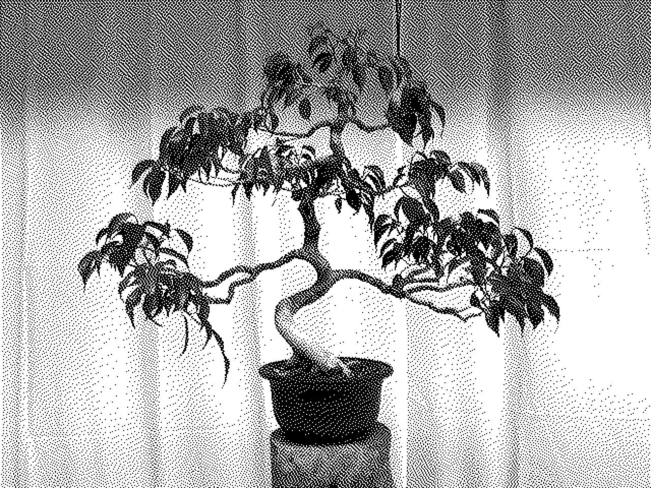 Bonsai on pedastal