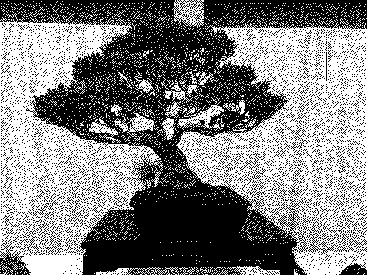 Banyan bonsai